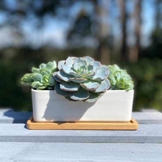 White Succulent and Cactus Ceramic Trough Plant Pot